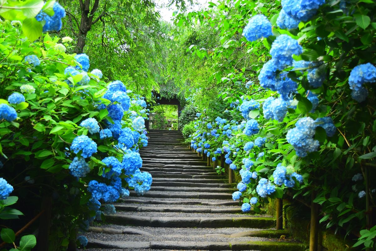 Meigetsuin - The No.1 Hydrangea Spot
